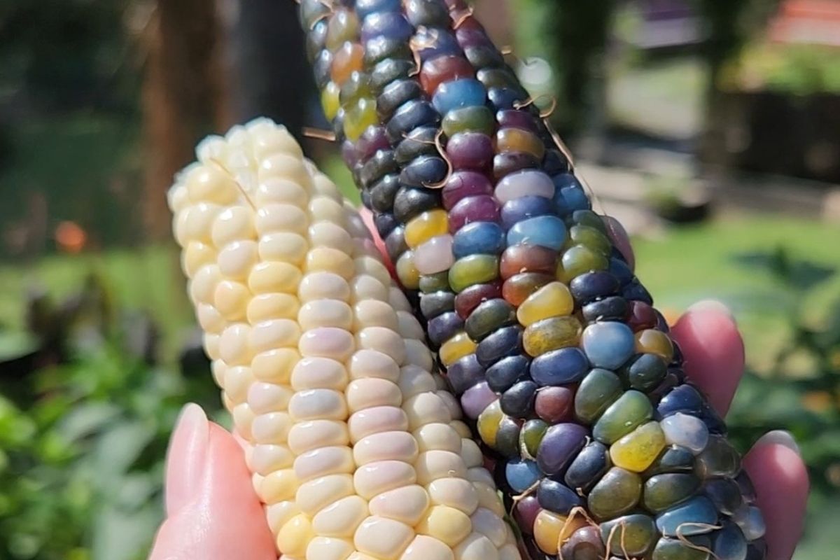 Immature corn comparison