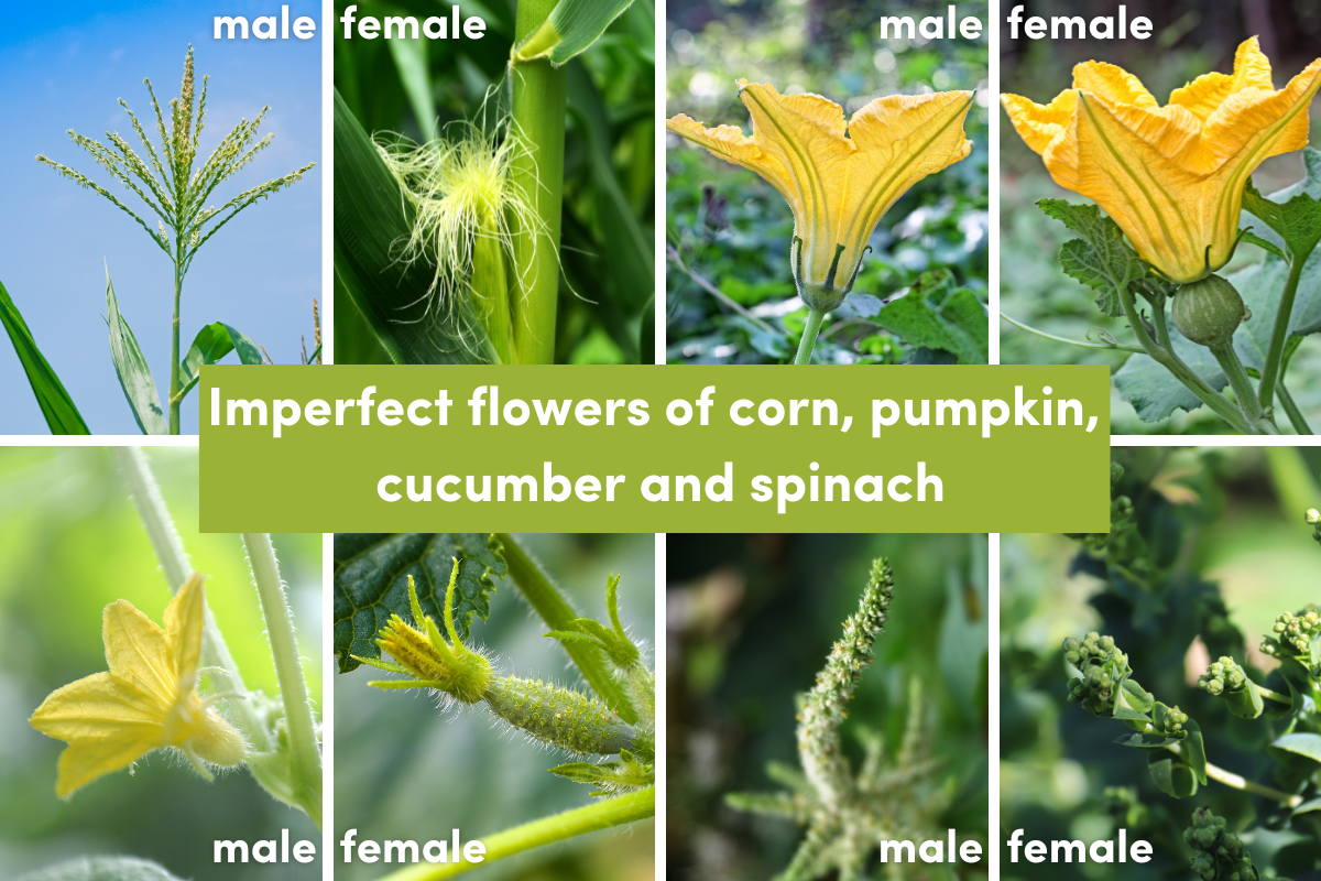 Imperfect flowers of corn, pumpkin, cucumber and spinach
