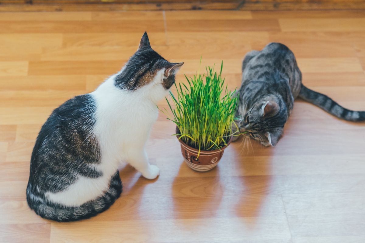 Indoor cats sniffing a pot of cat grass.jpg