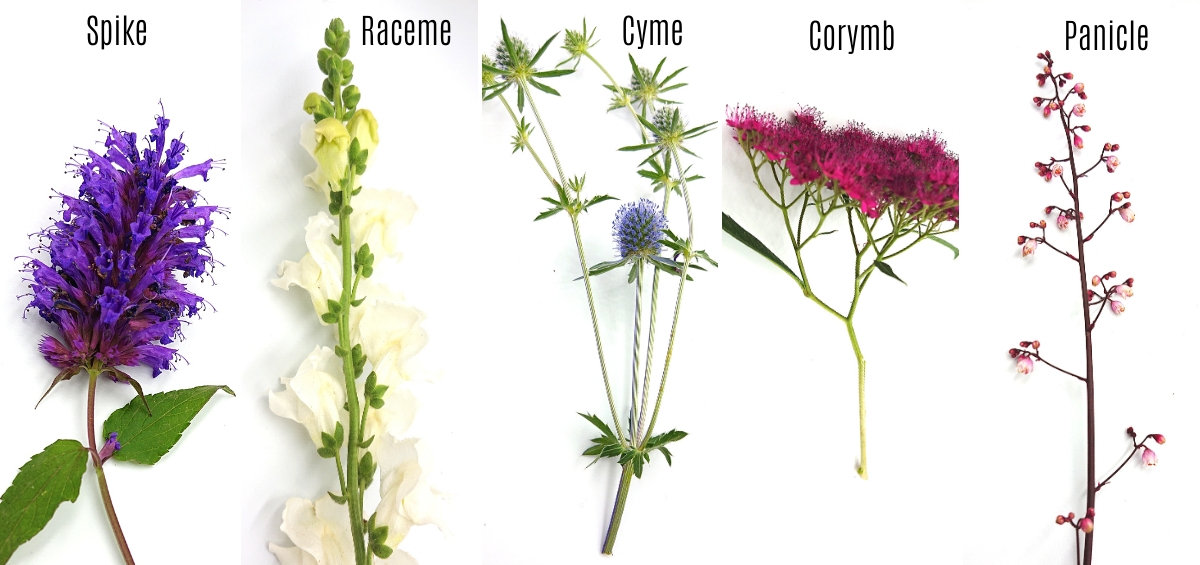 Types Of Flowers With Pictures