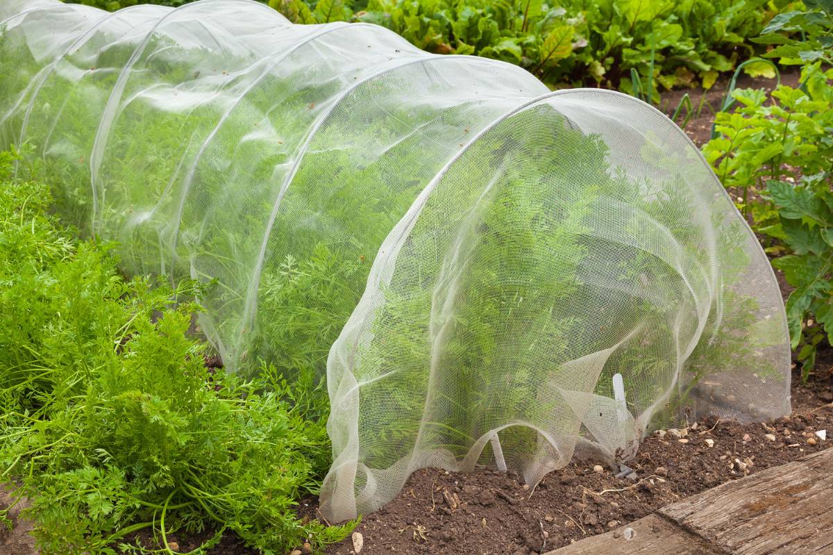 Insect exclusion netting being used to protect a row of carrot plants