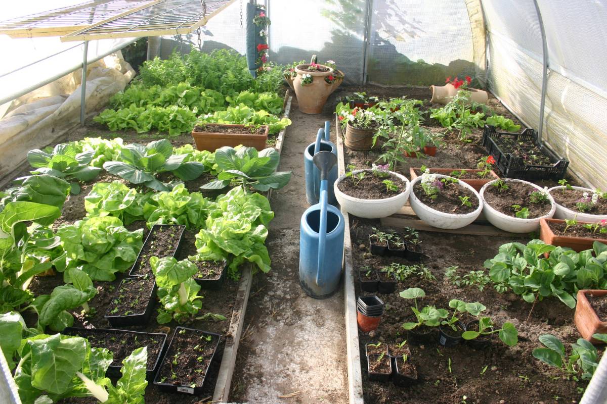 A photo of the inside of a polytunnel with a variety of seedlings and vegetables growing