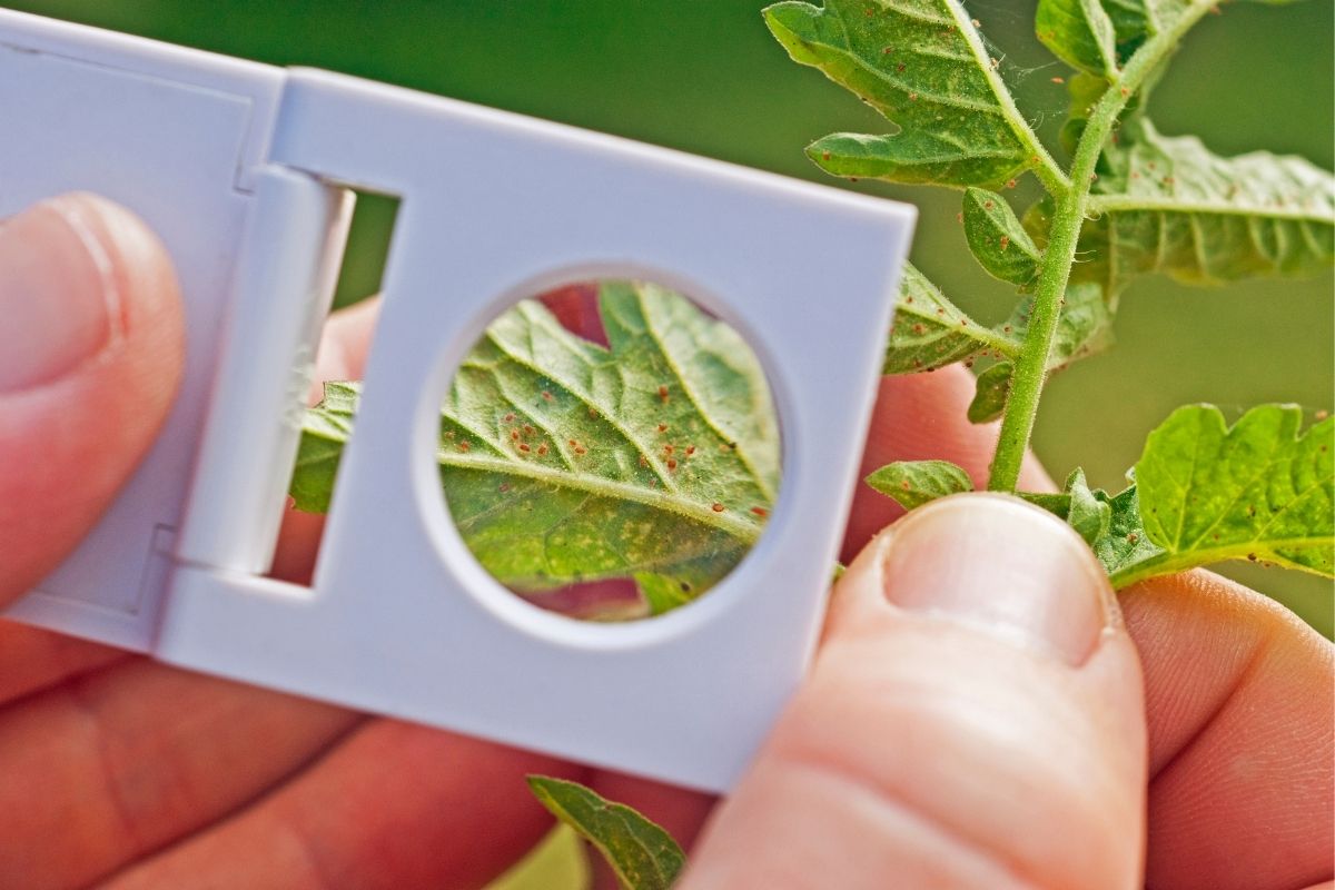 Using a magnifying glass to see spider mites on a tomato plant