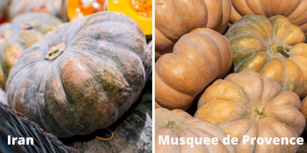 Heirloom pumpkins 'Iran' and 'Musquee de Province'