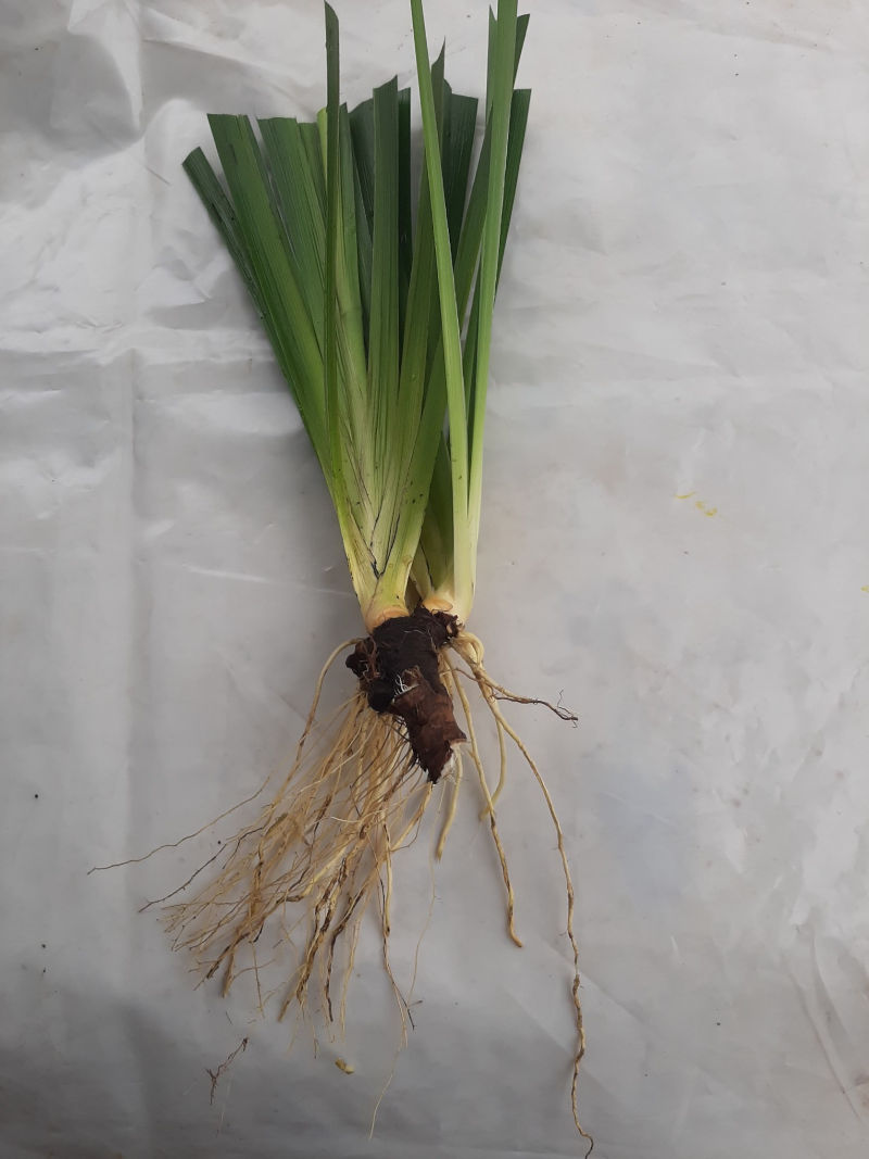 Iris- foetidissima bare-rooted