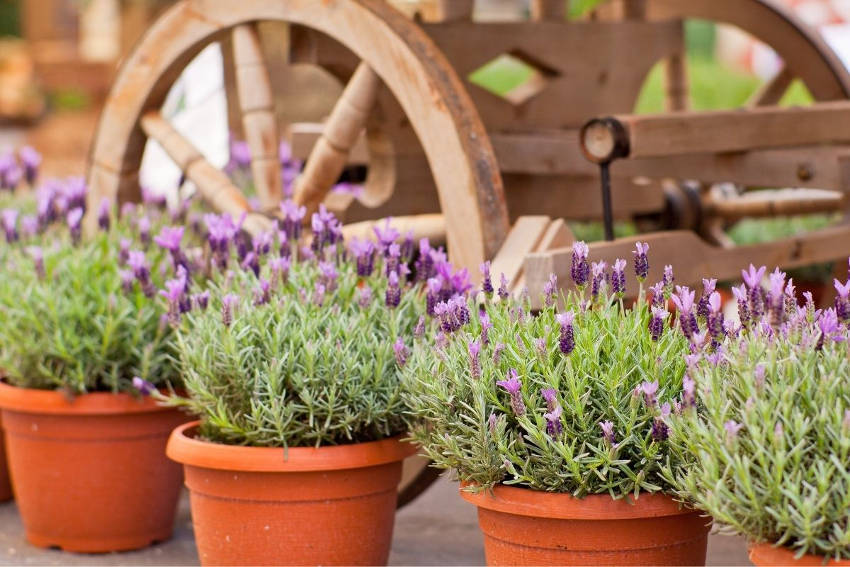 Italian or Spanish lavender planted in pots