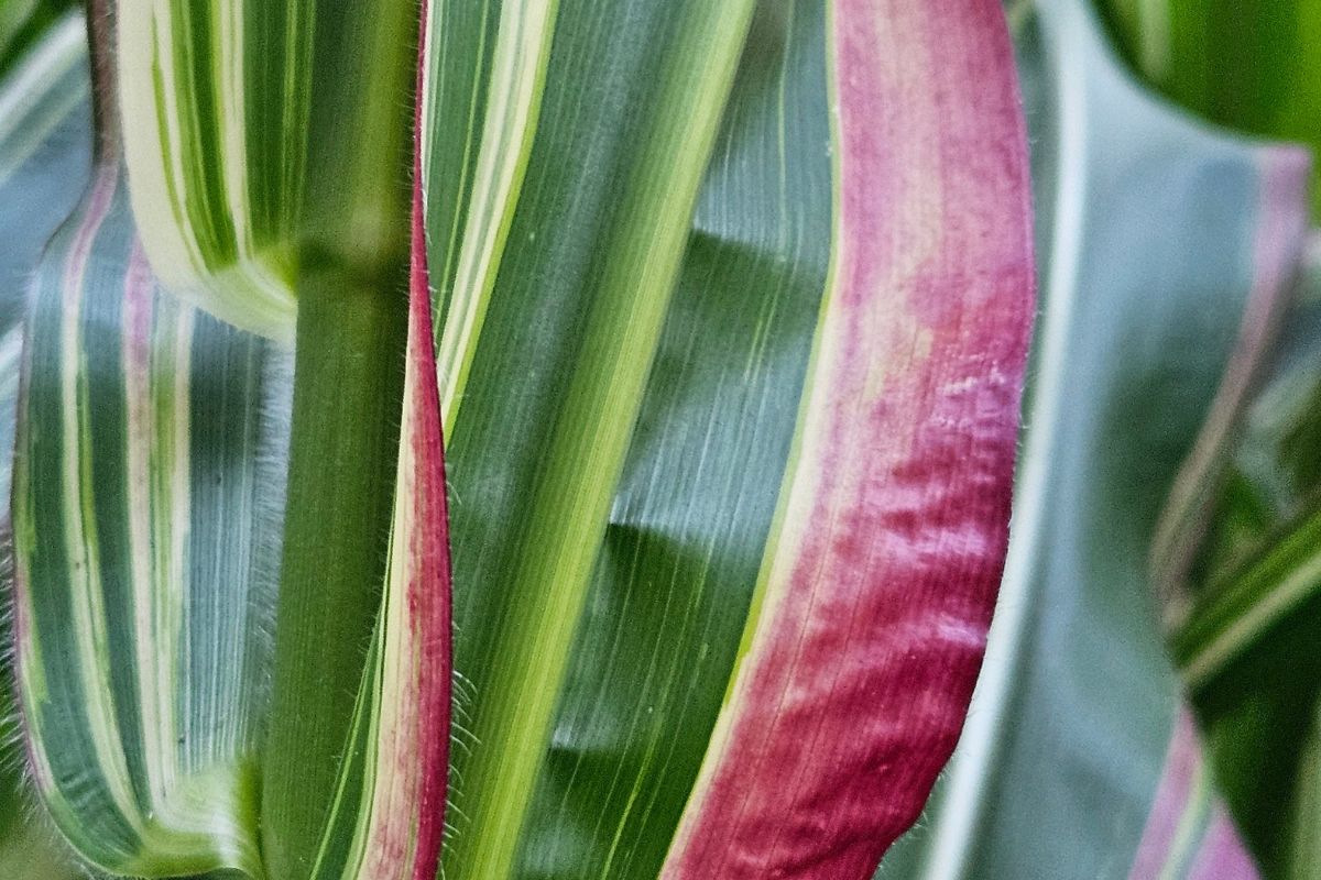 Japionca corn striped foliage