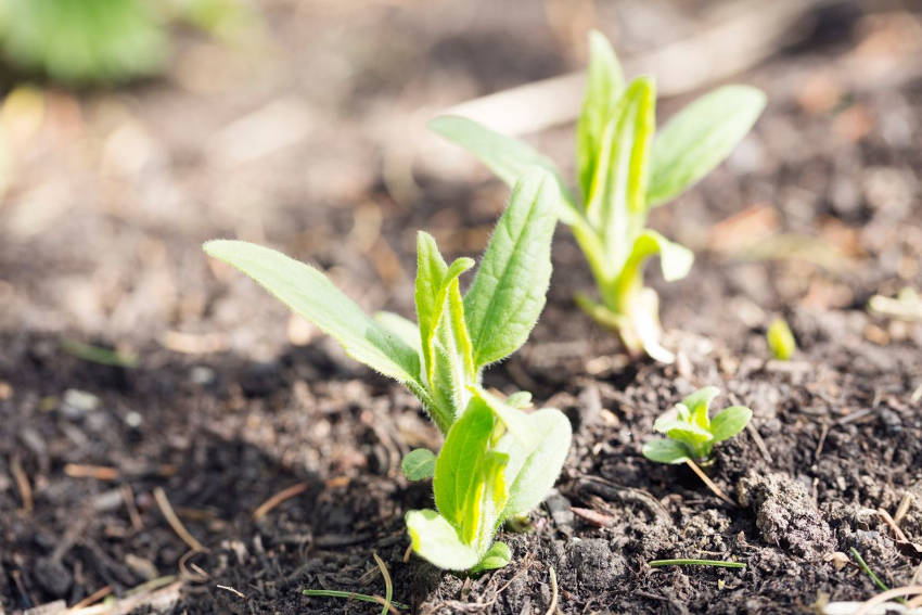 Jerusalem artichoke shoots