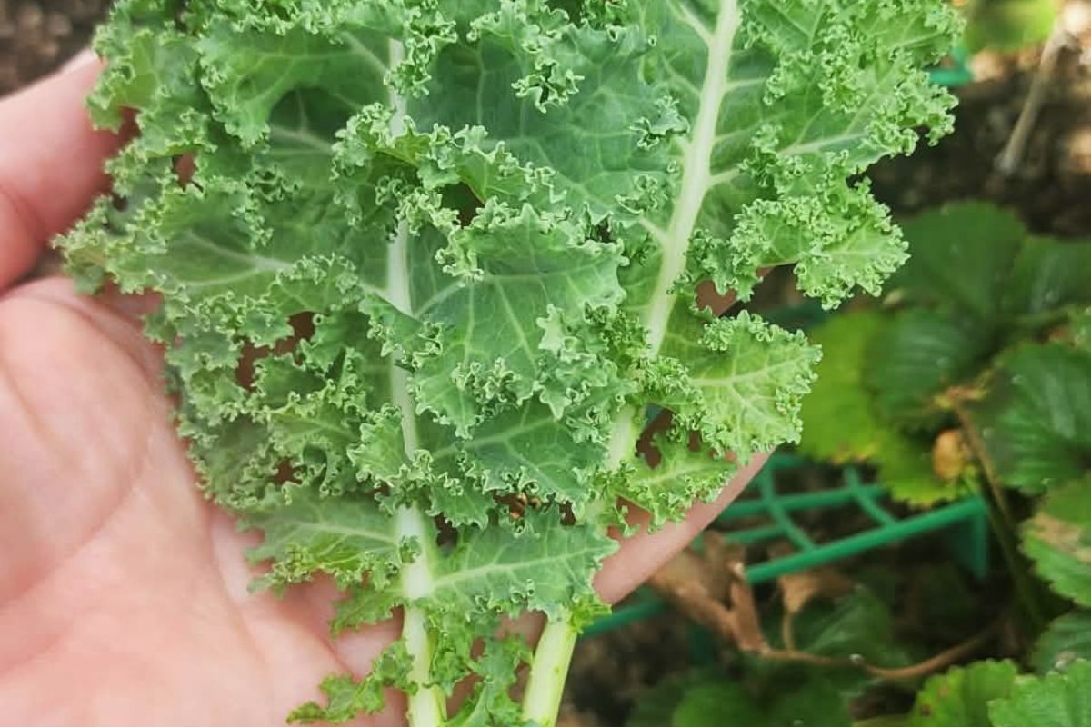 Kale harvest