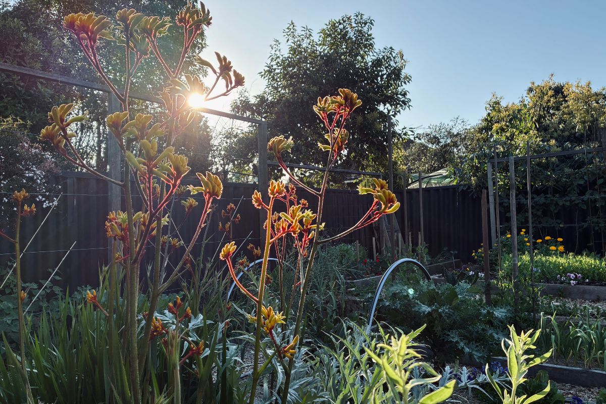 Kangaroo Paw
