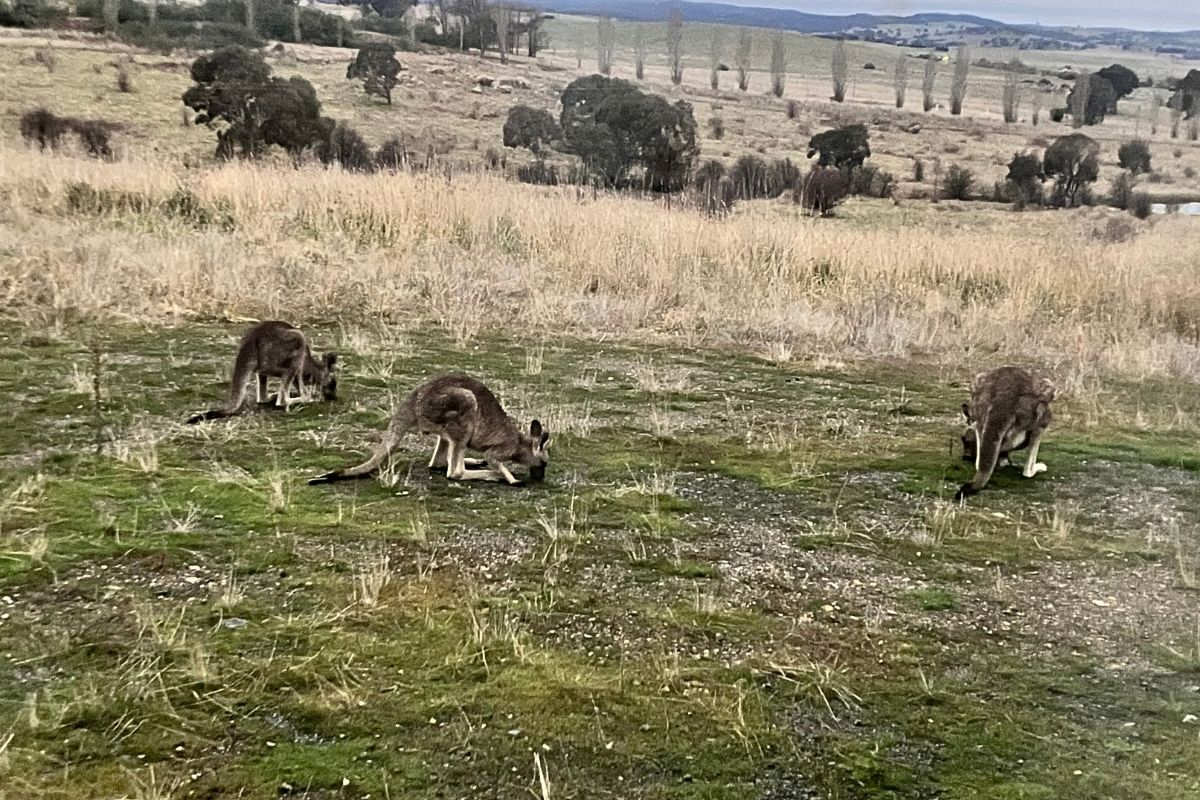 Kangaroos in paddock