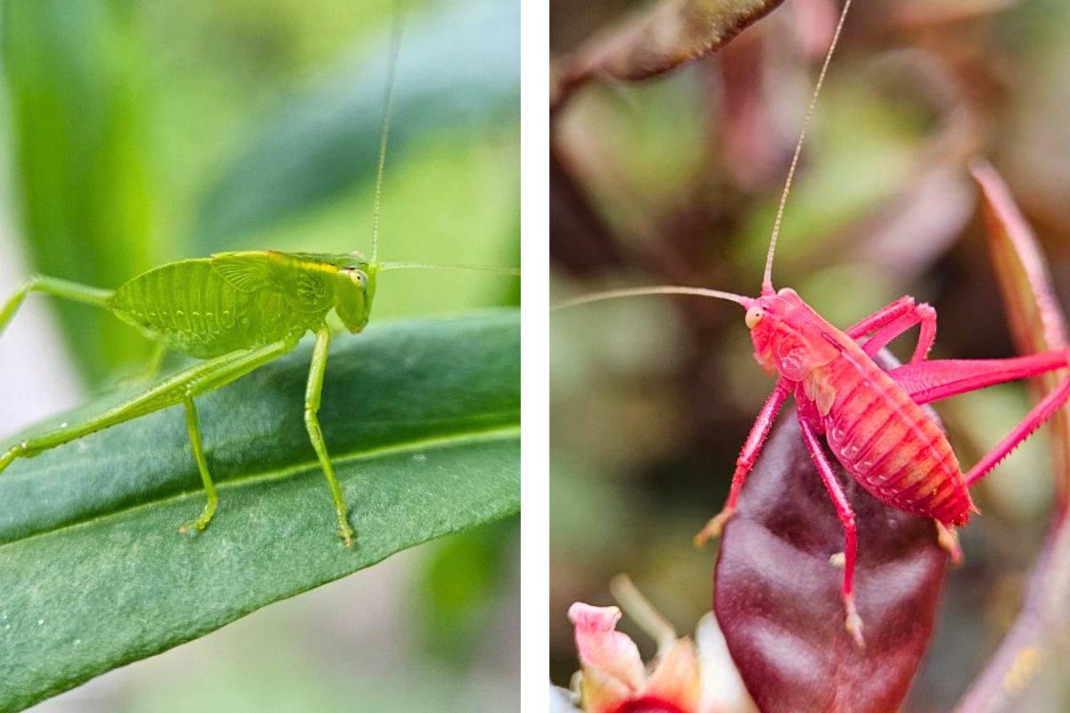 Katydids