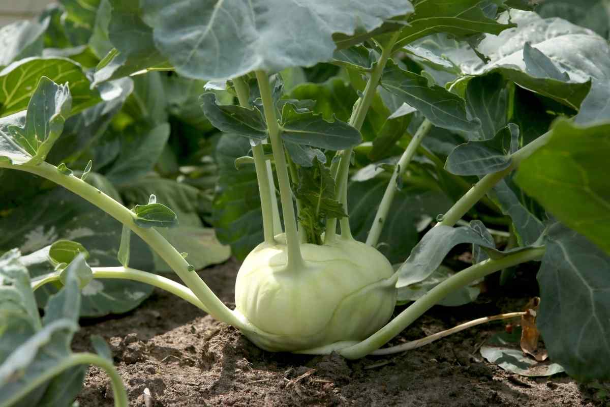 Kohlrabi in a garden ready to harves