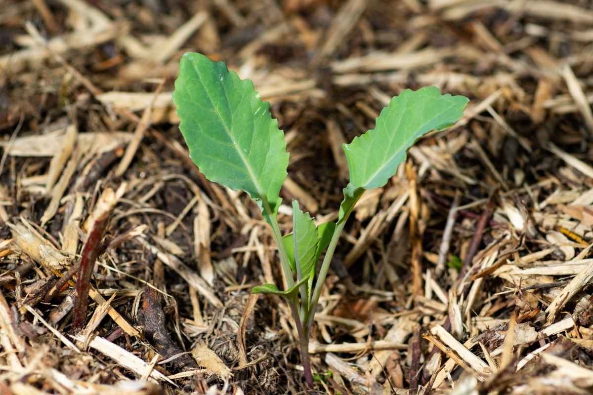 A kohlrabi seedlling in a garden