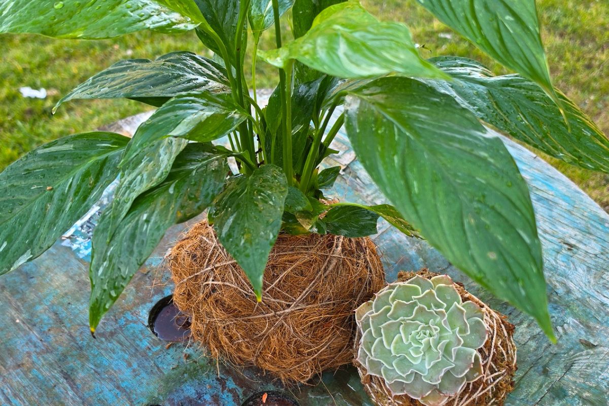 Kokedama with coconut fibre