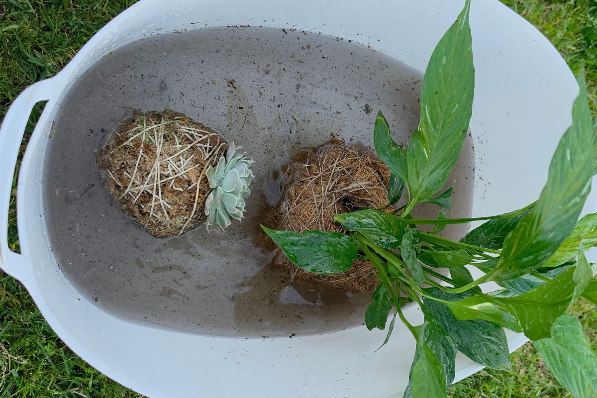 Kokedama coconut fibre plant watering how to