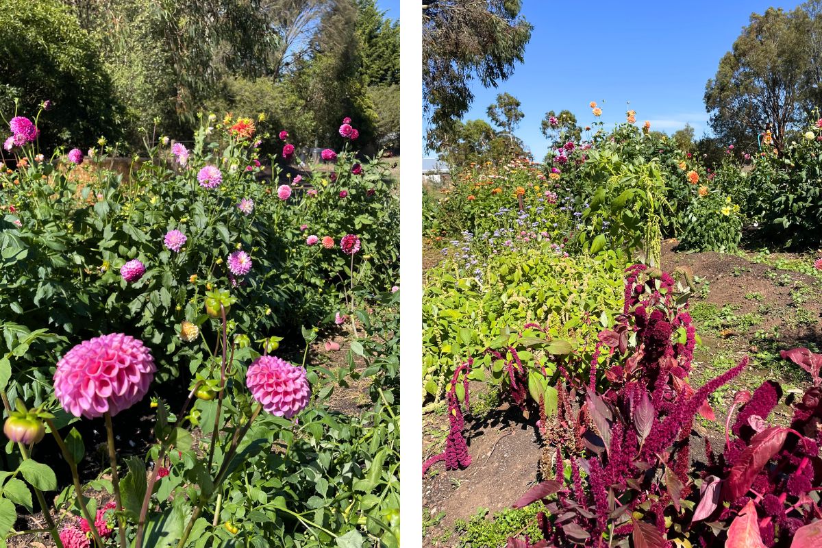 Kyrra-Leigh-Dahlia-Field-Amaranth