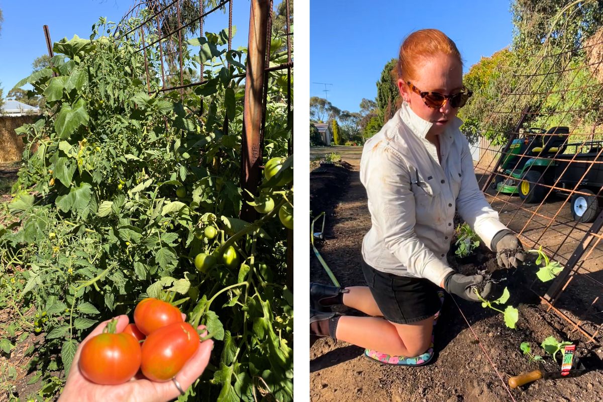 Kyrra-Leigh-Veggie-Garden