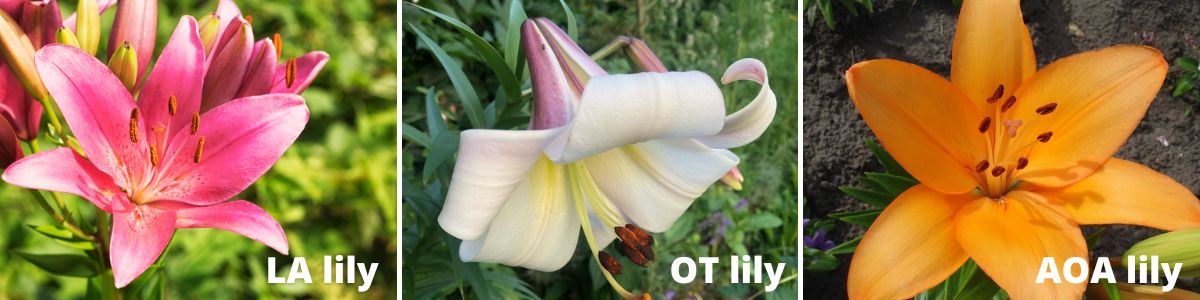 Interdivisional hybrid lilies