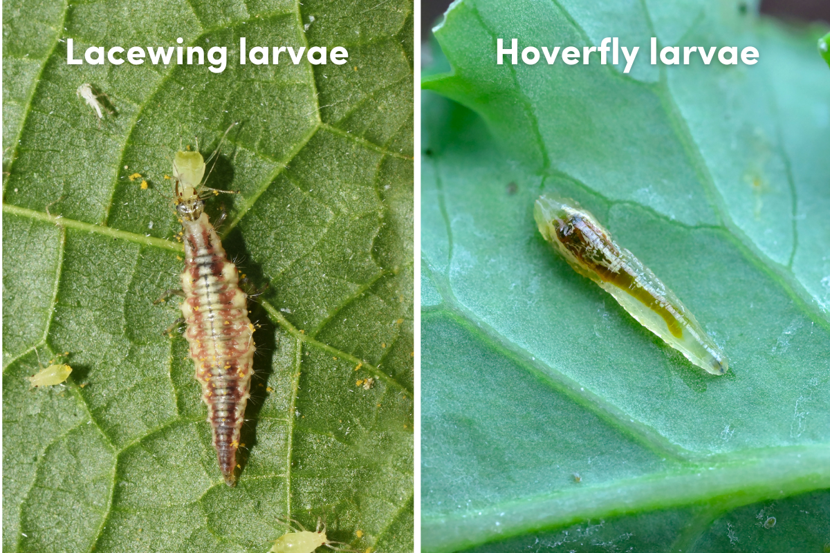 Lacewing and hoverfly larvae