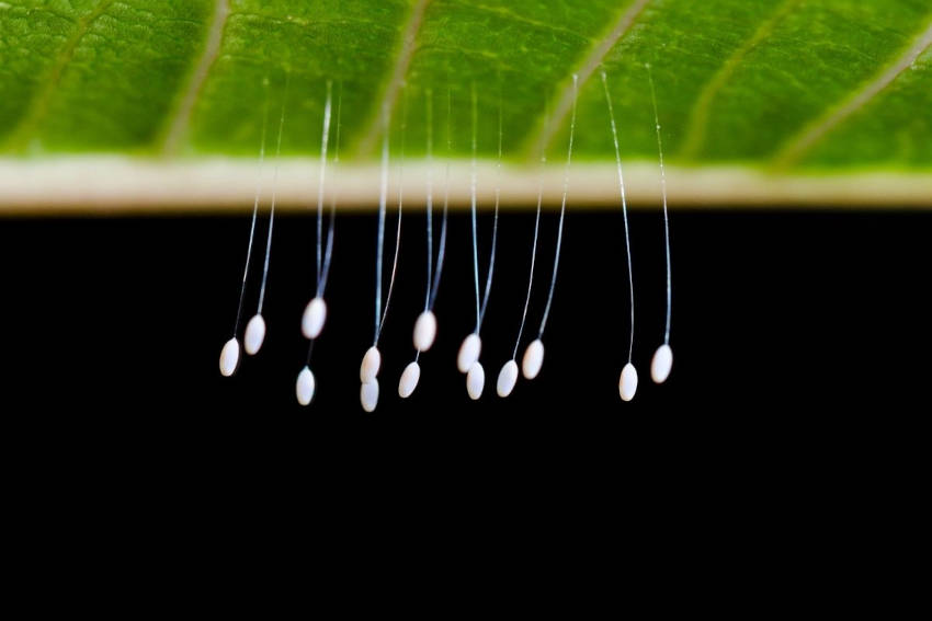 Lacewing eggs on the underside of a leaf