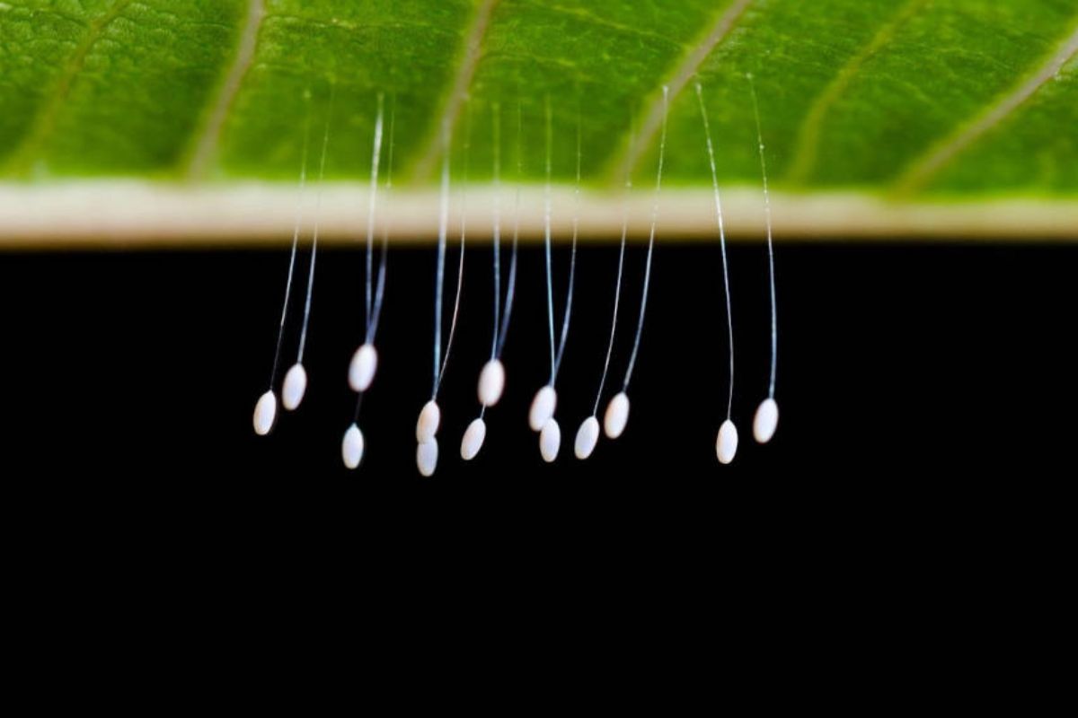 Lacewing eggs