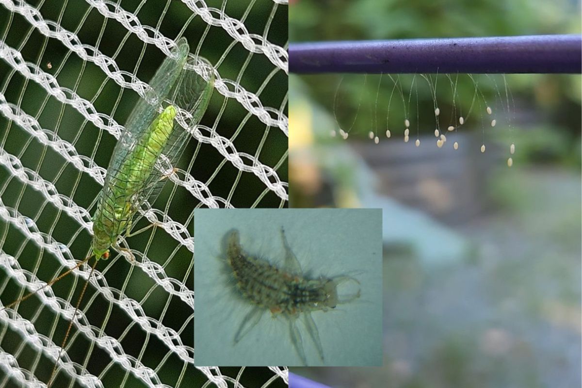 Lacewings Eggs Larvae