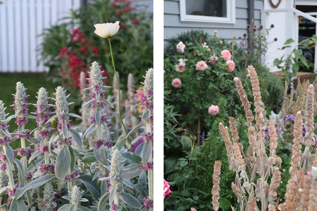 Lambs ears and poppies adding height and flowers at different stages and seasons