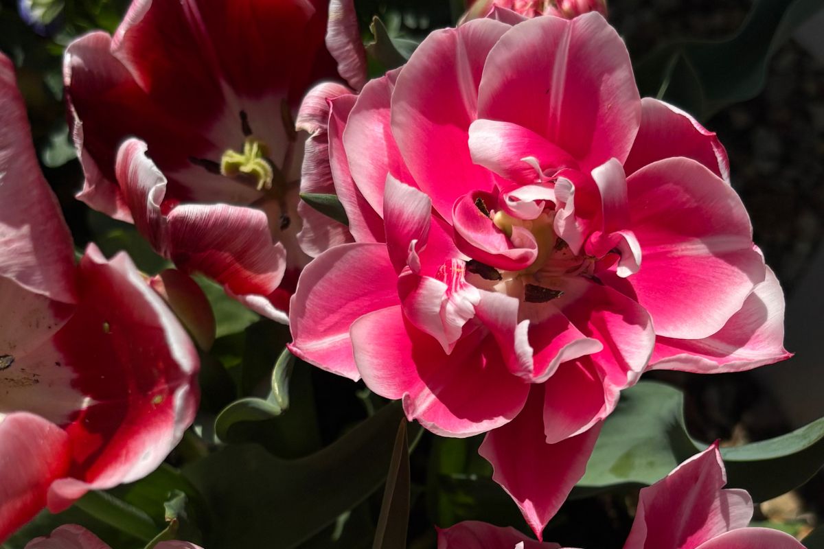 Late winter tulips