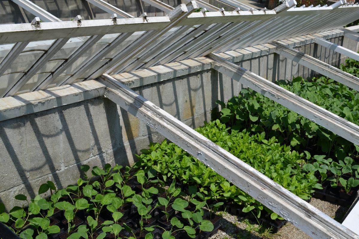 Leave greenhouse vents open