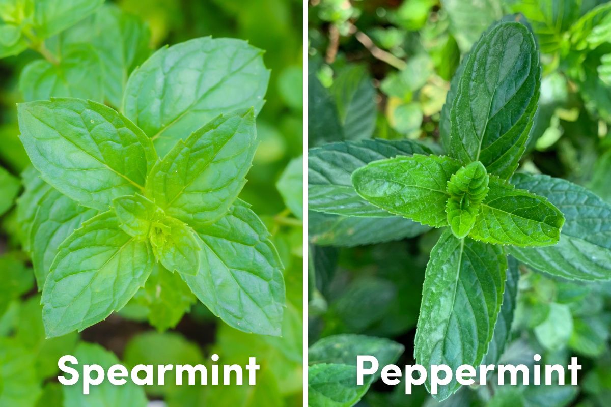 Leaves of spearmint and peppermint