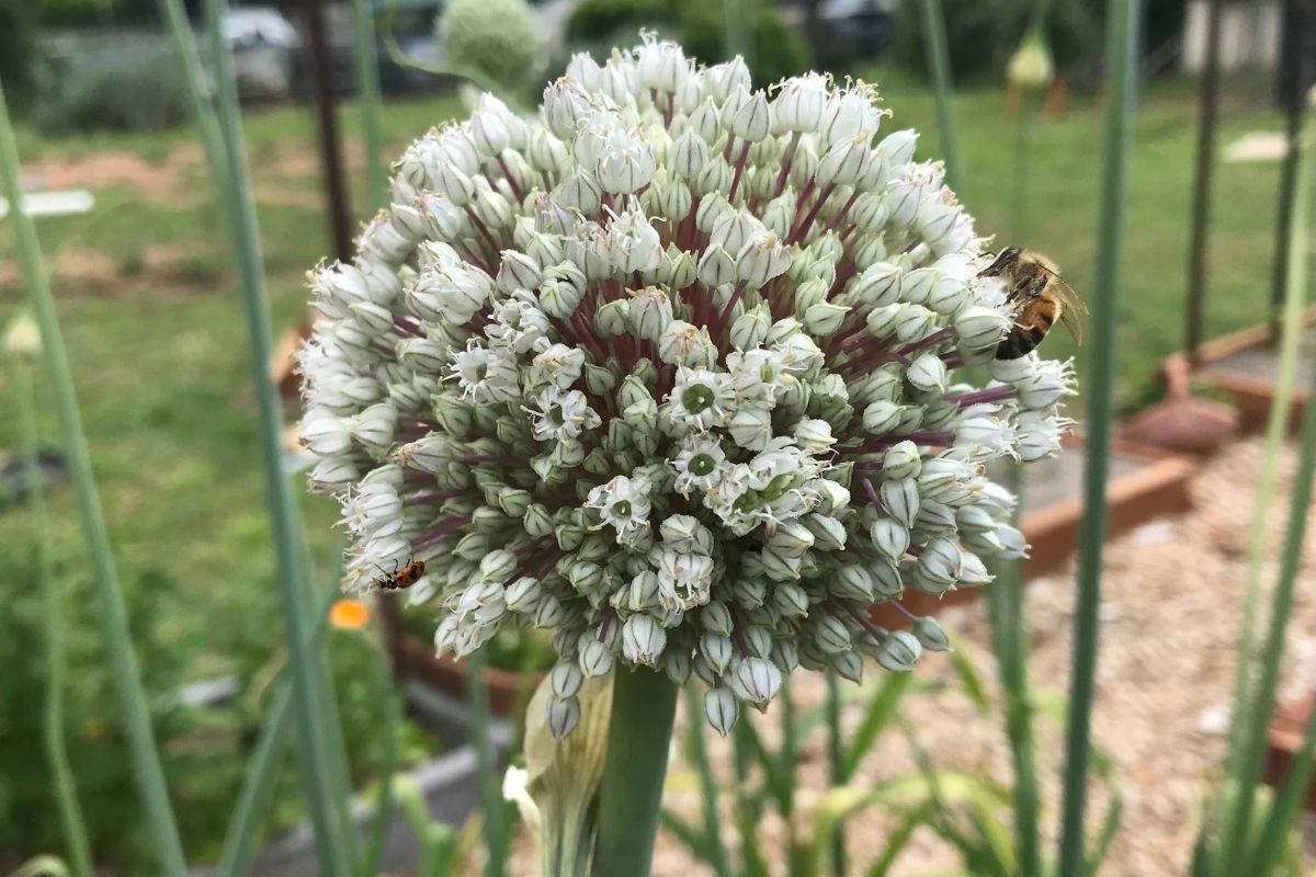 Leek Flowering