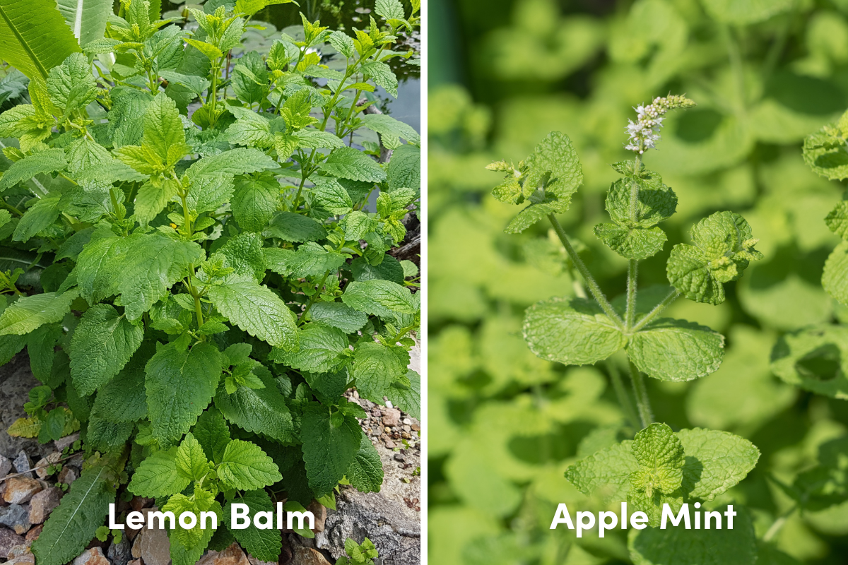 Lemon balm and apple mint plants