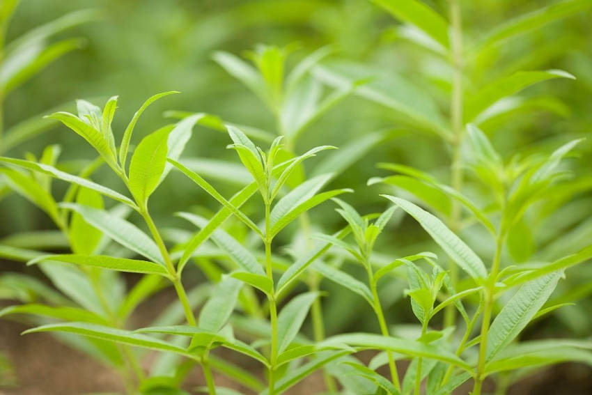 Lemon Herbena Plant