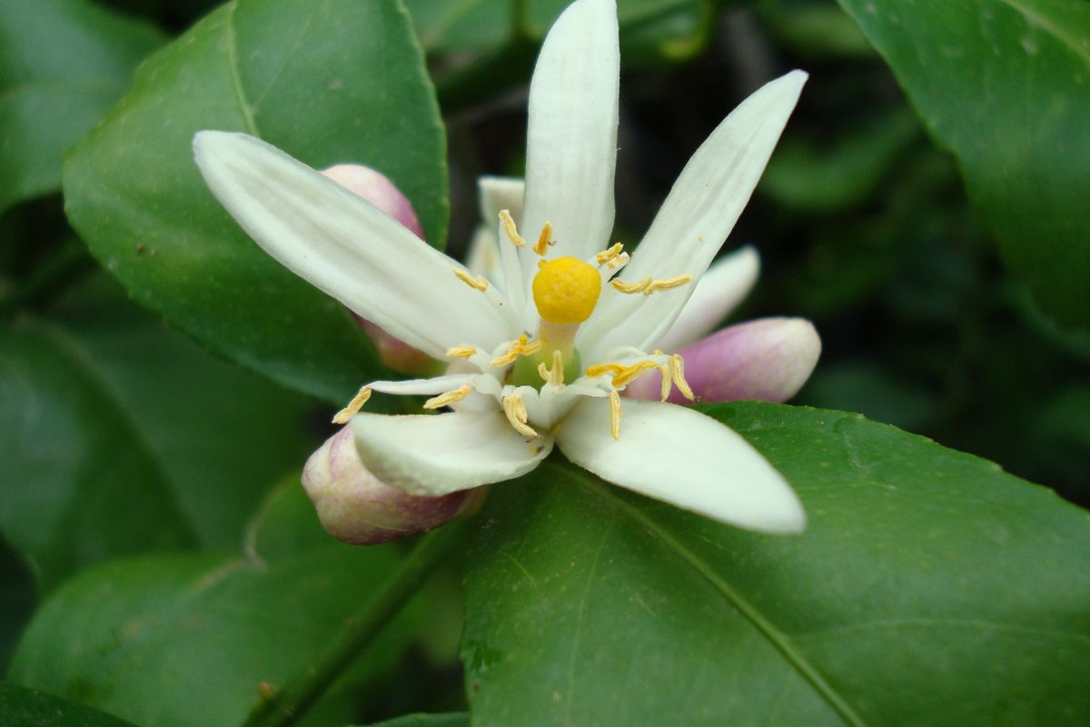 Lemon blossom flower