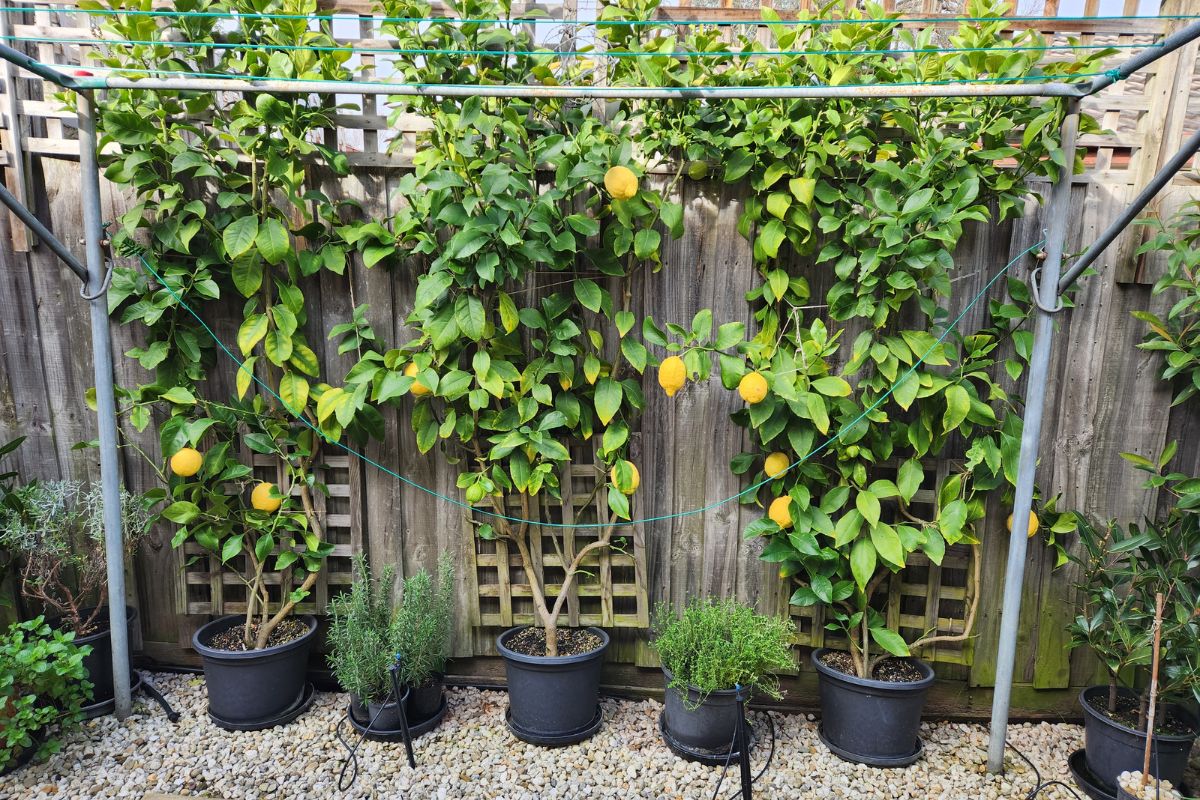Lemon espalier fence