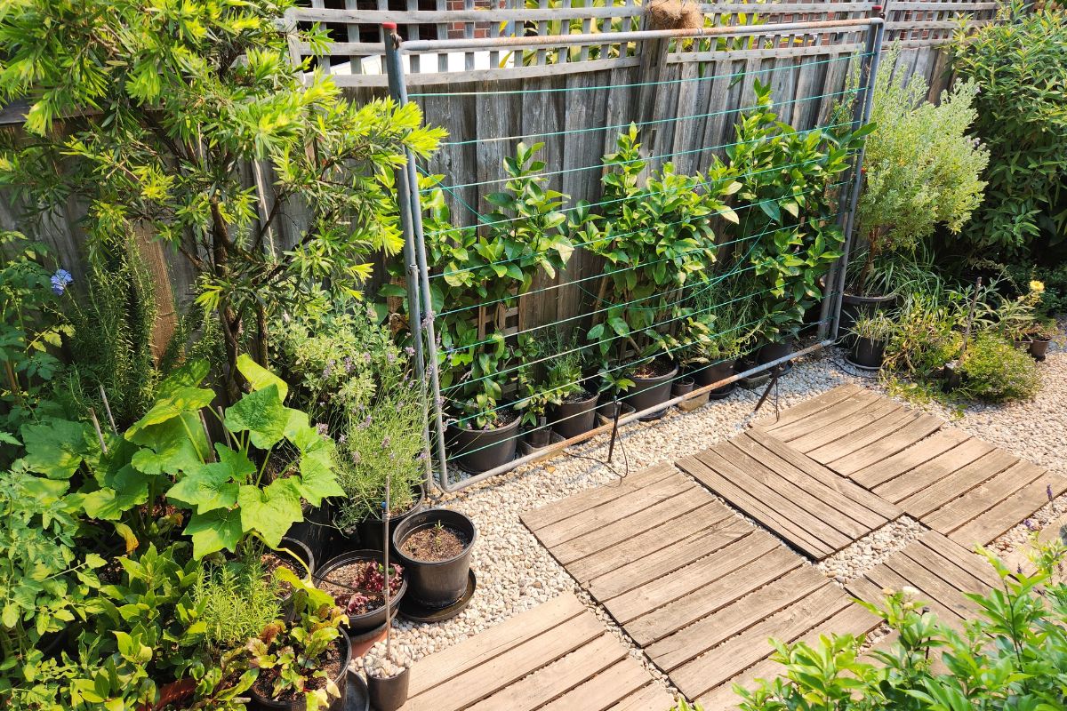 Lemon espalier fence early