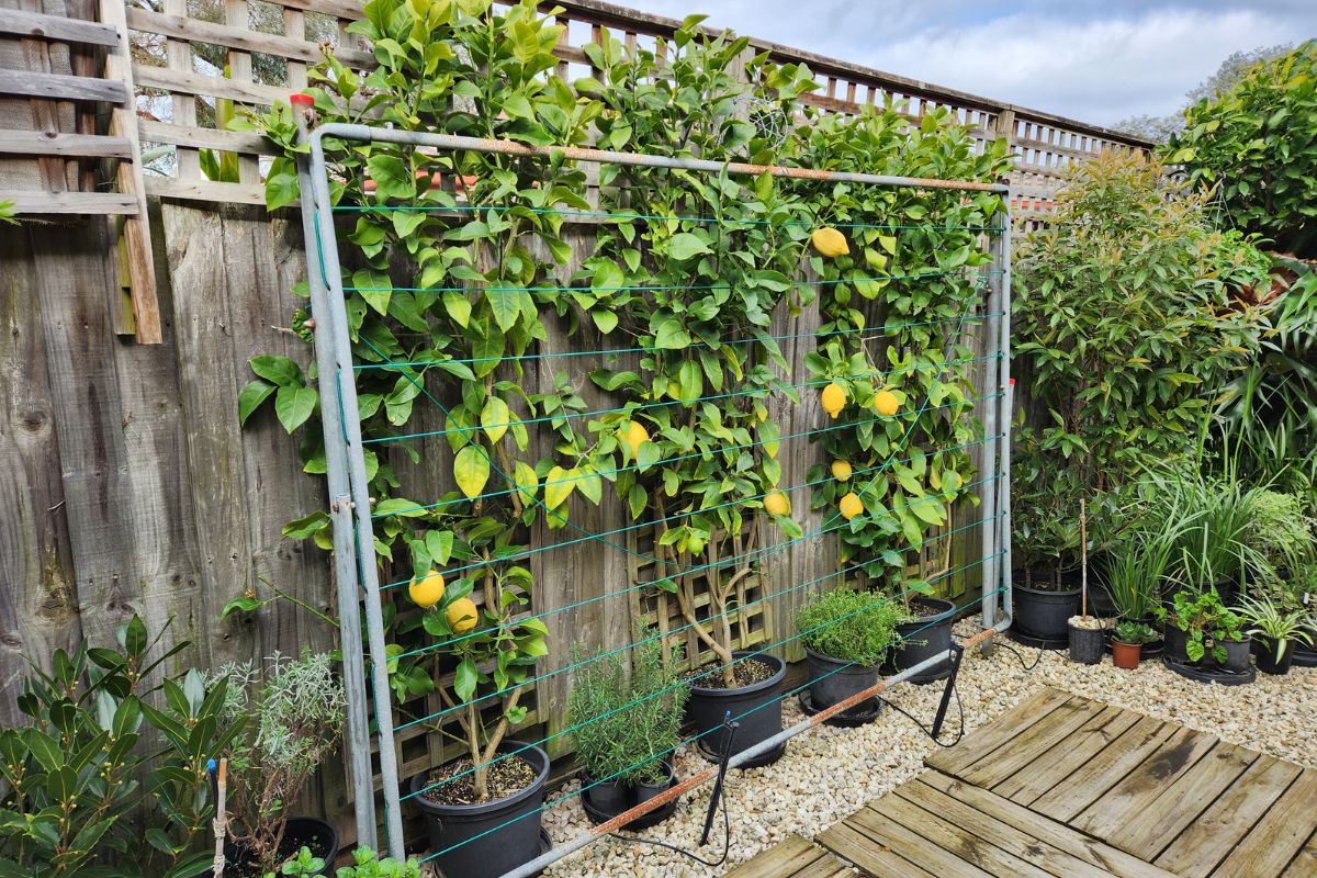 Lemon espalier grown