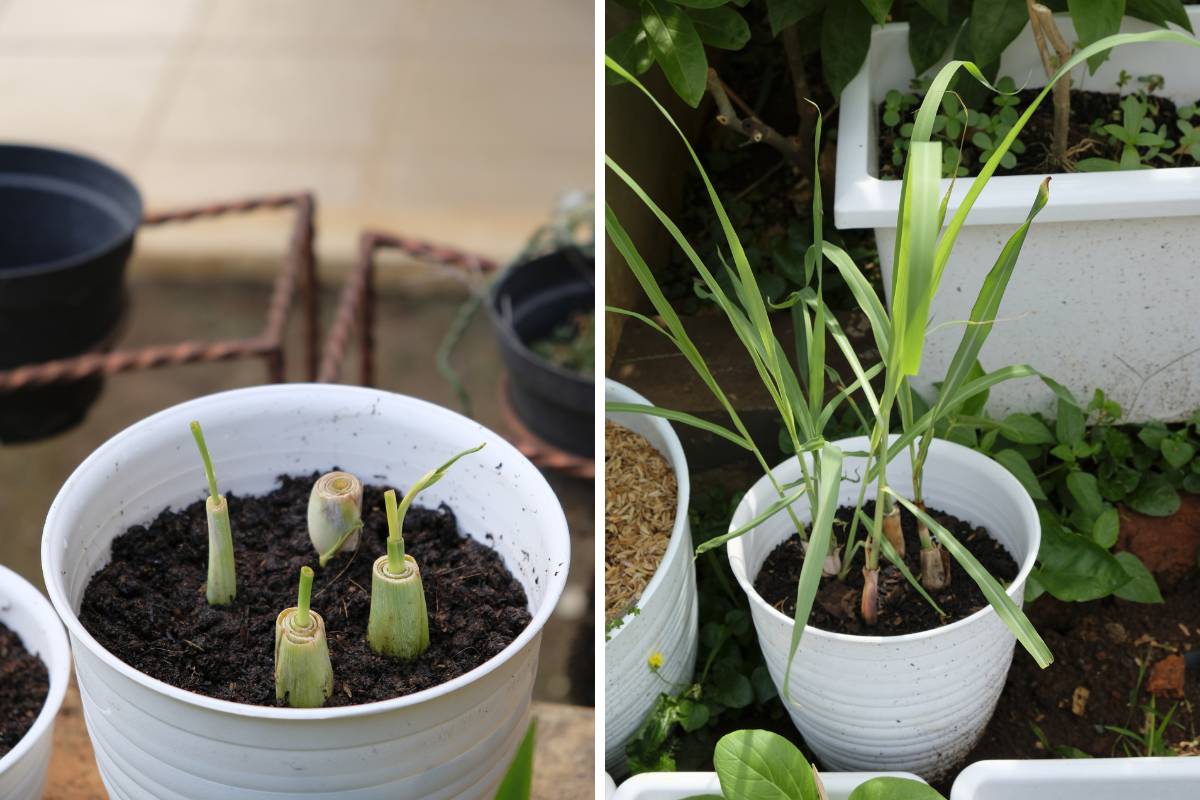 Photos of lemongrass grown from purchased stems, the first with just the first shoots and the next of more mature plants in a plastic pot