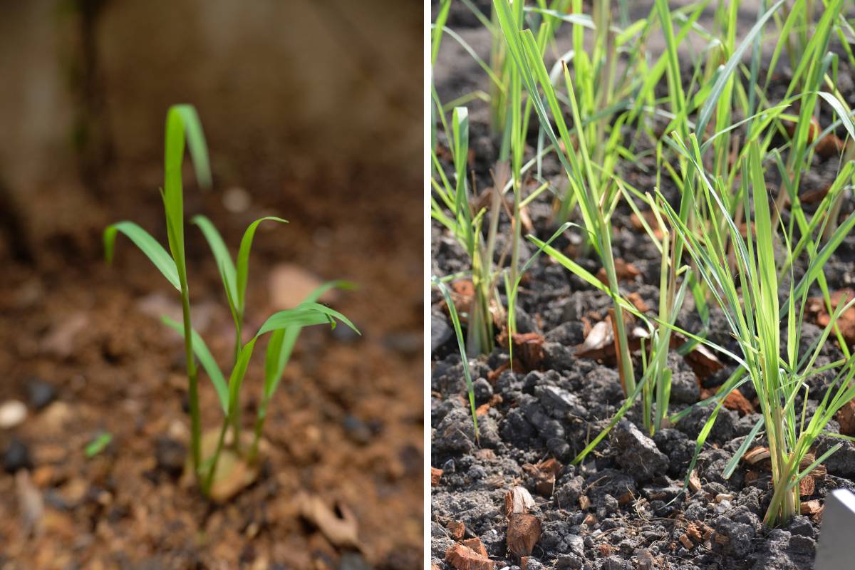 Lemongrass seedlings grown from seed