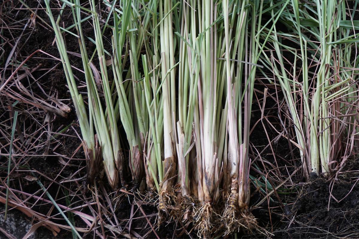 A photo of several lemongrass stalks harvested from a home garden