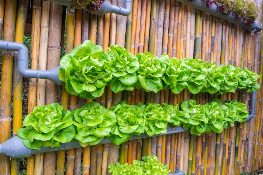Lettuce growing in a gutter vertical garden