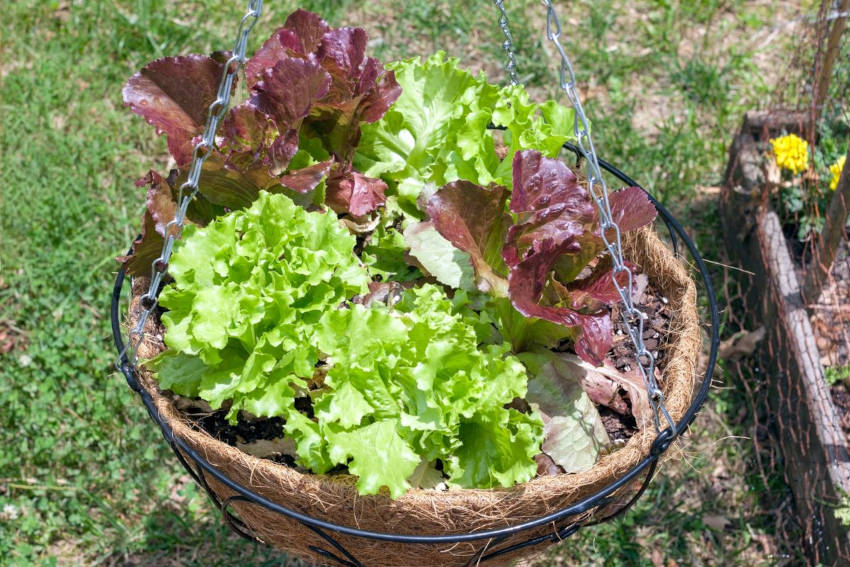 Lettuce growing in a hanging basket
