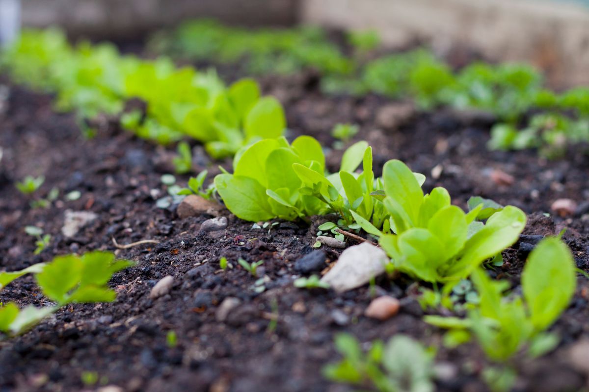 Lettuce growing on a mound