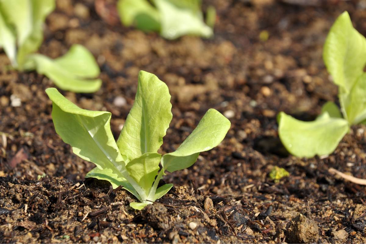 Lettuce seedlings in a home garden in autumn