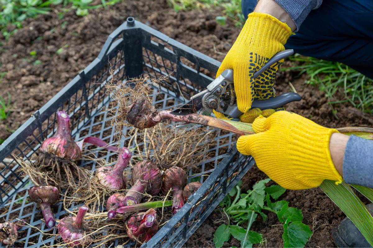 Lifting and pruning gladiolus corms