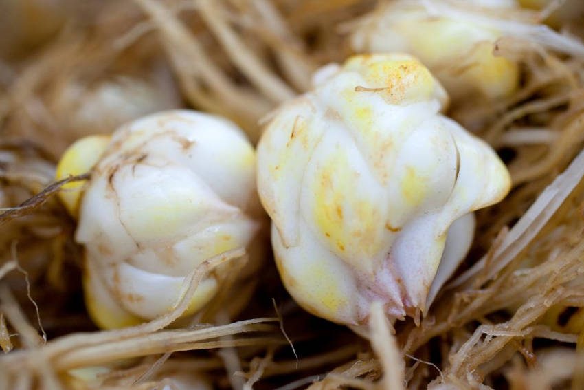 lilium bulbs