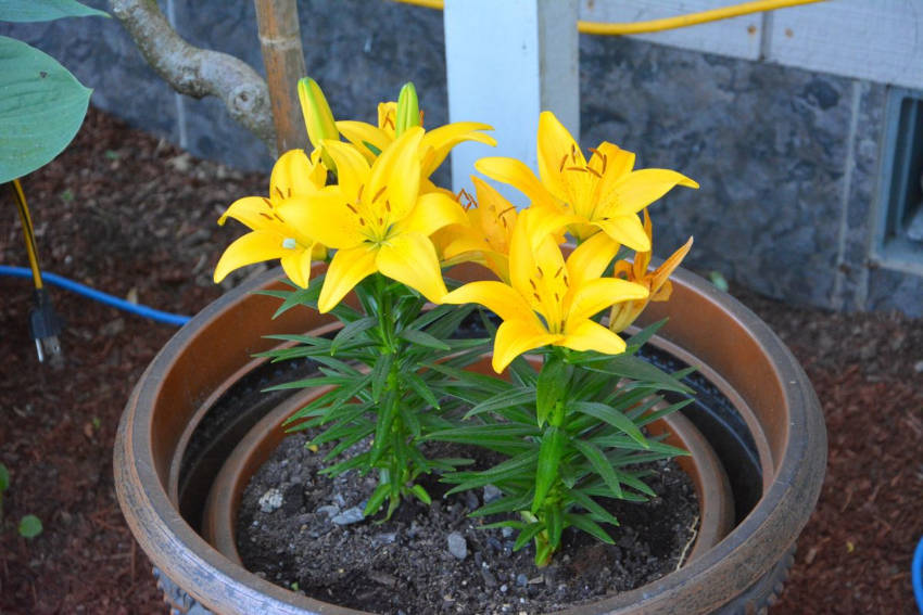 liliums in a pot