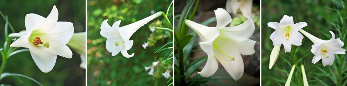 A selection of longiflorum lilies