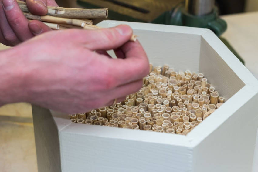 Making a bee hotel with bamboo canes